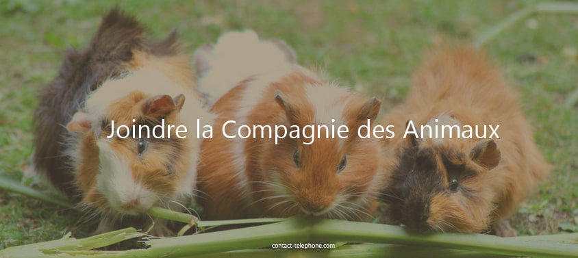 Contacter la Compagnie 
